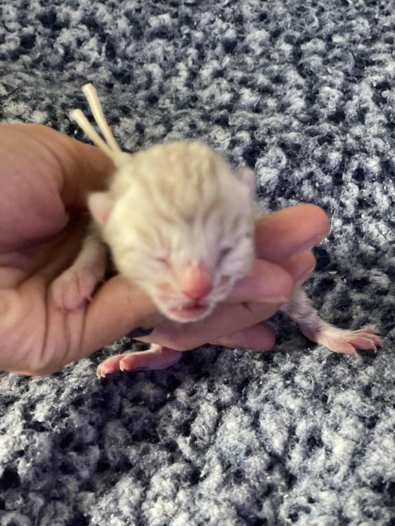 Beautiful Snow Mink Litter photo 43