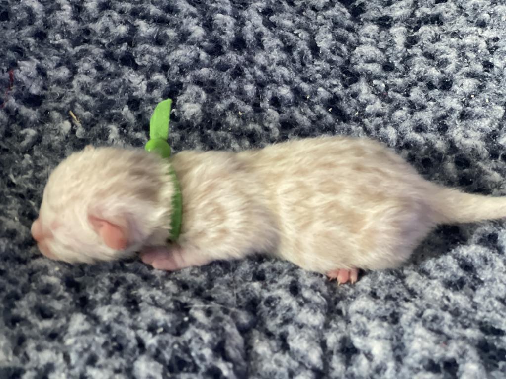 Beautiful Snow Mink Litter photo 42