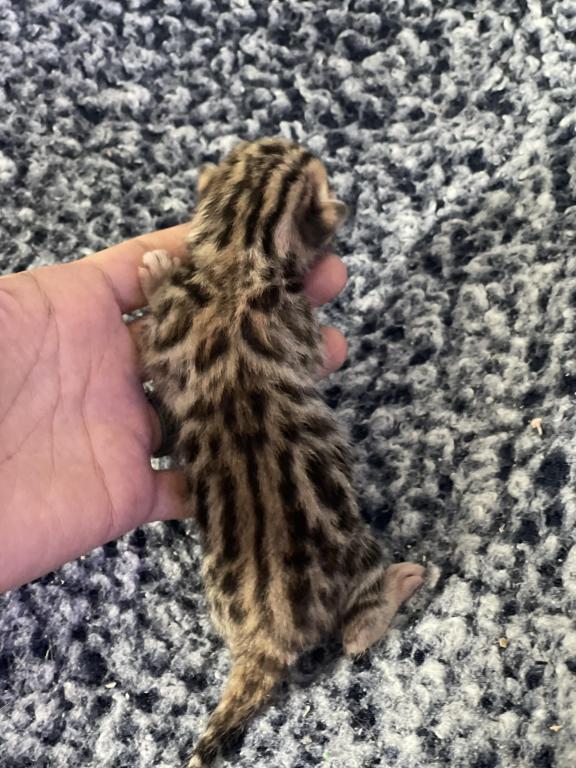 Beautiful Snow Mink Litter photo 26
