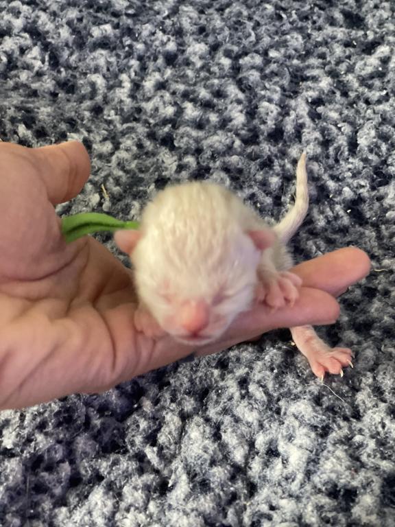 Beautiful Snow Mink Litter photo 41