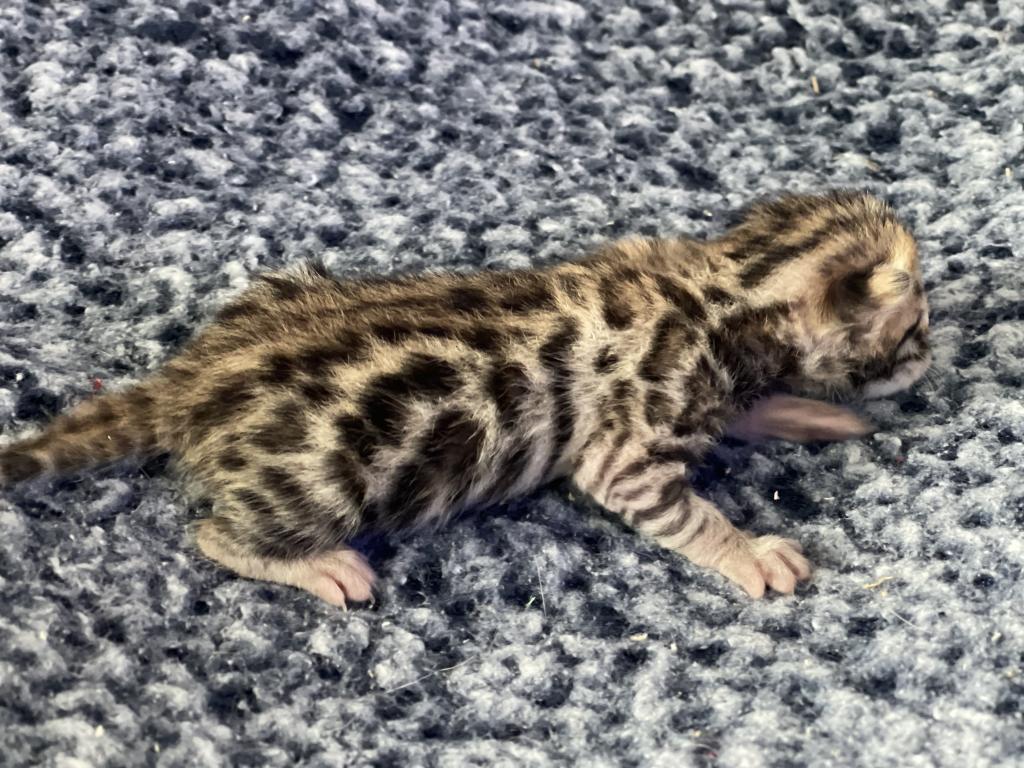 Beautiful Snow Mink Litter photo 24