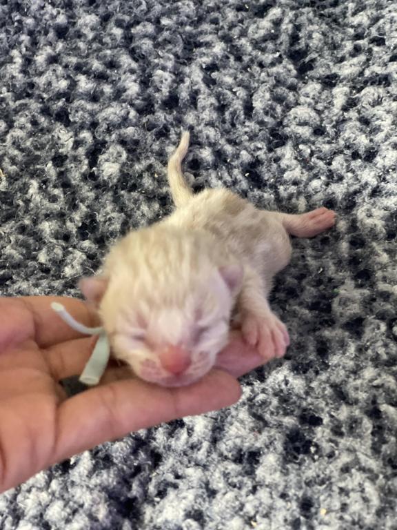 Beautiful Snow Mink Litter photo 37