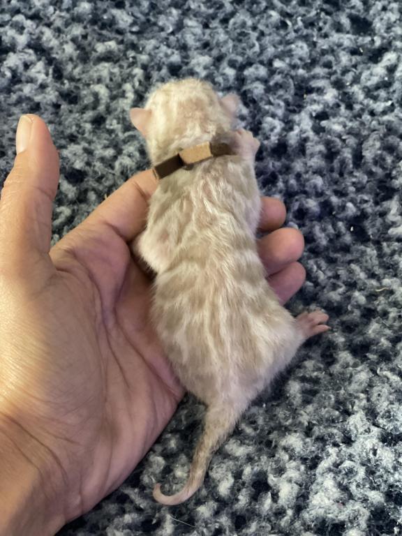 Beautiful Snow Mink Litter photo 21