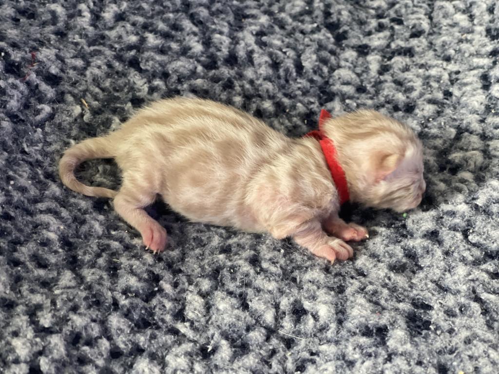 Beautiful Snow Mink Litter photo 32
