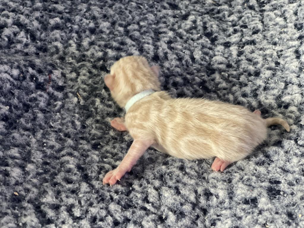 Beautiful Snow Mink Litter photo 36