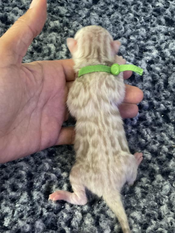 Beautiful Snow Mink Litter photo 40