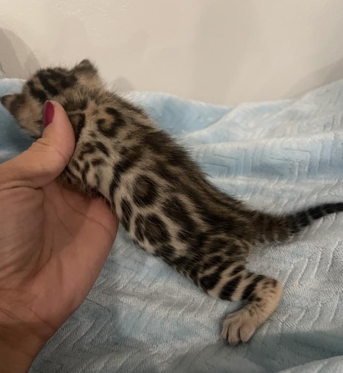 Beautiful Snow Mink Litter photo 16