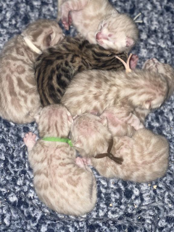 Beautiful Snow Mink Litter photo 48