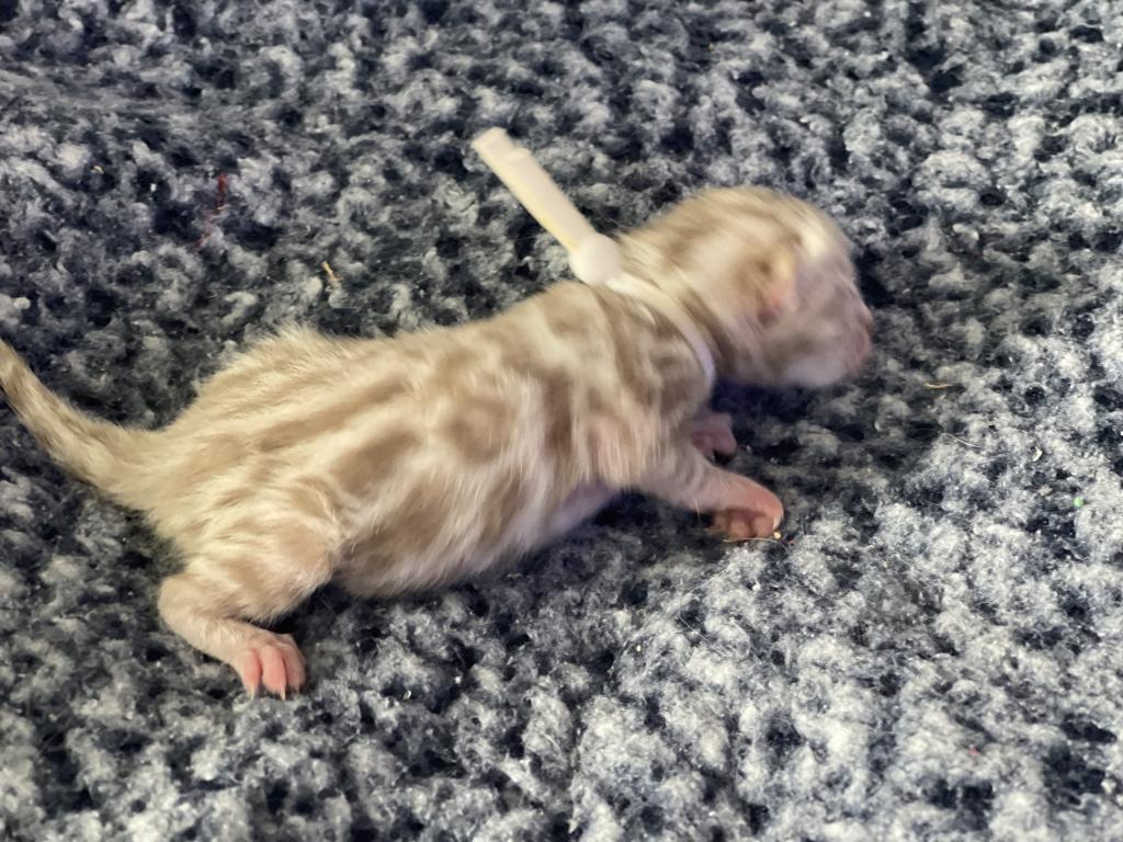 Beautiful Snow Mink Litter photo 45