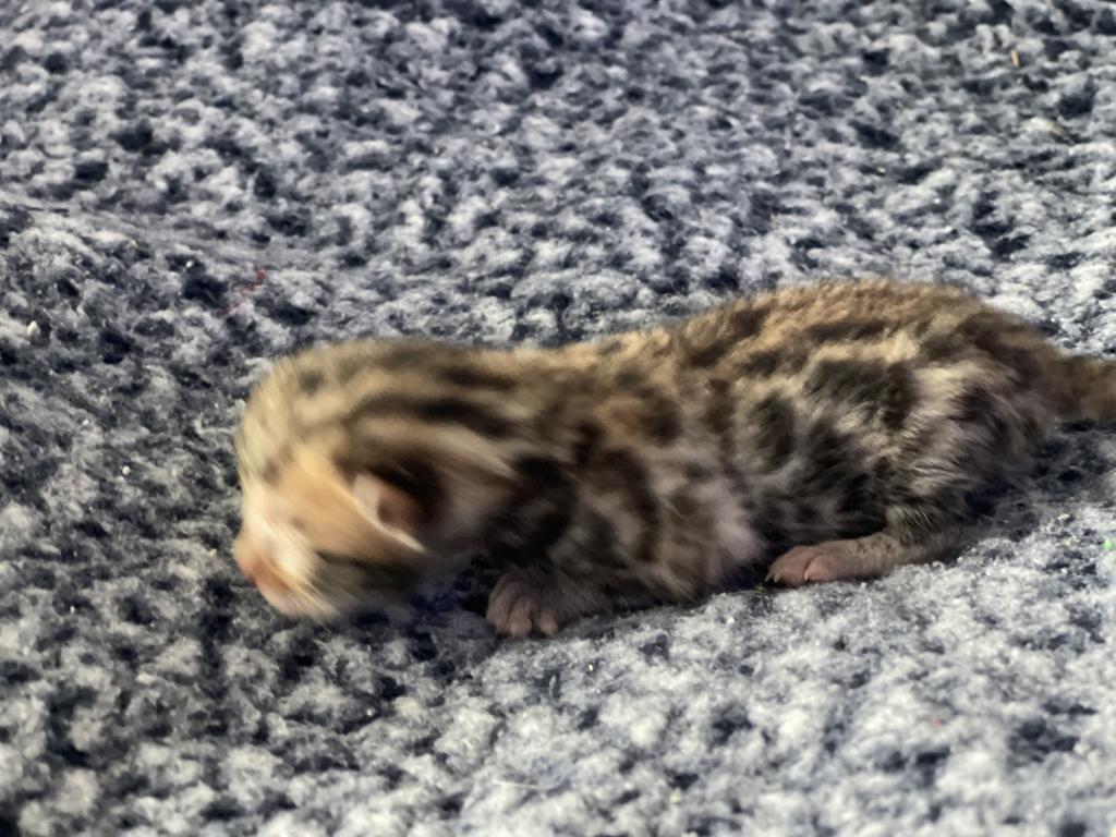 Beautiful Snow Mink Litter photo 25