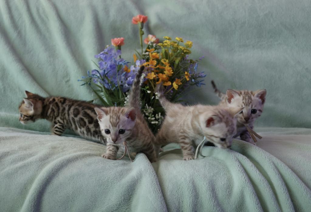 Beautiful Snow Mink Litter photo 1