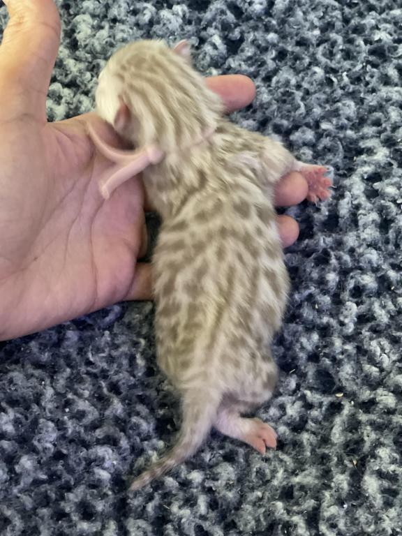 Beautiful Snow Mink Litter photo 28