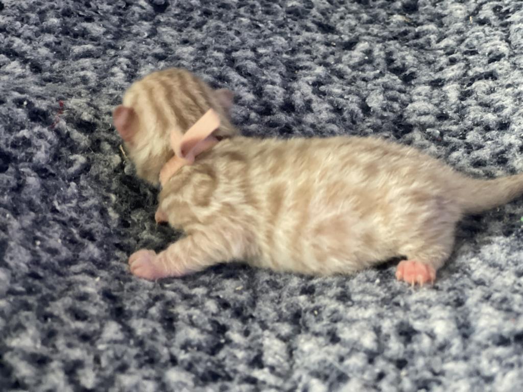 Beautiful Snow Mink Litter photo 30