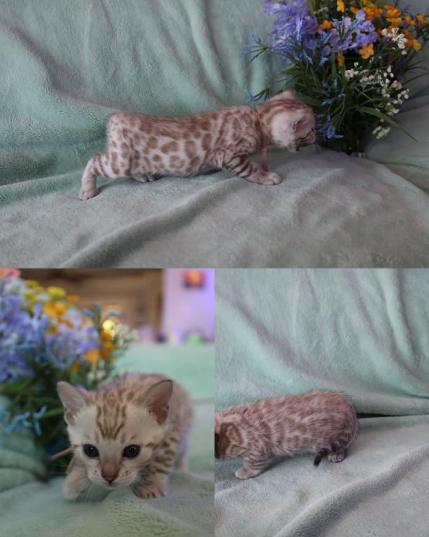 Beautiful Snow Mink Litter photo 11