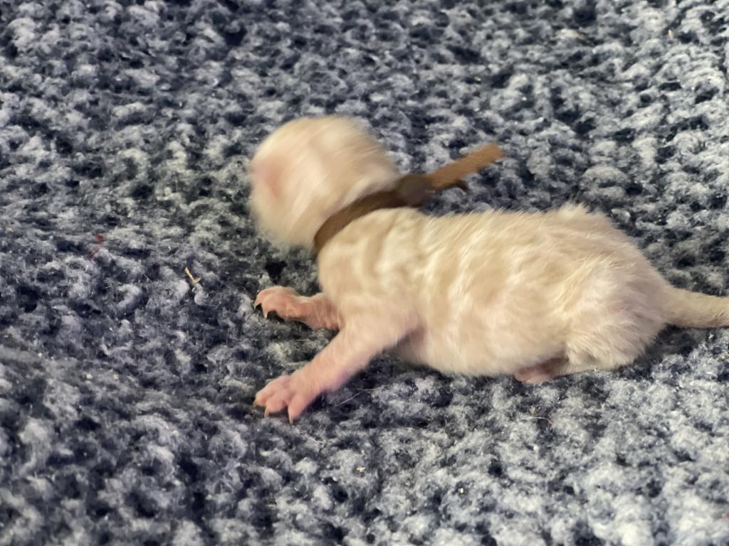 Beautiful Snow Mink Litter photo 22