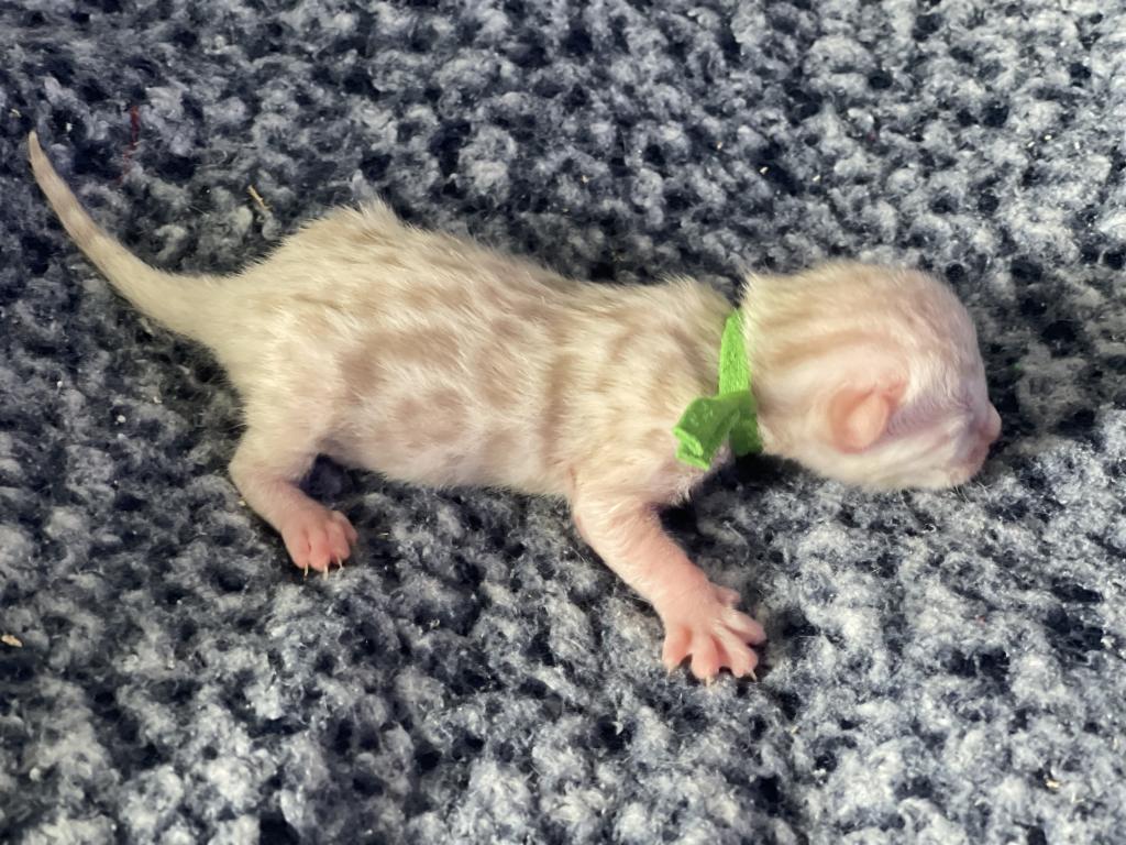 Beautiful Snow Mink Litter photo 39