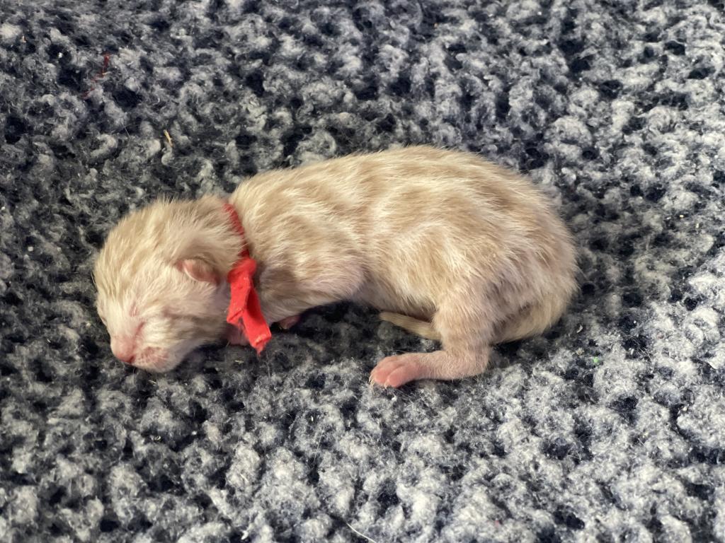 Beautiful Snow Mink Litter photo 31