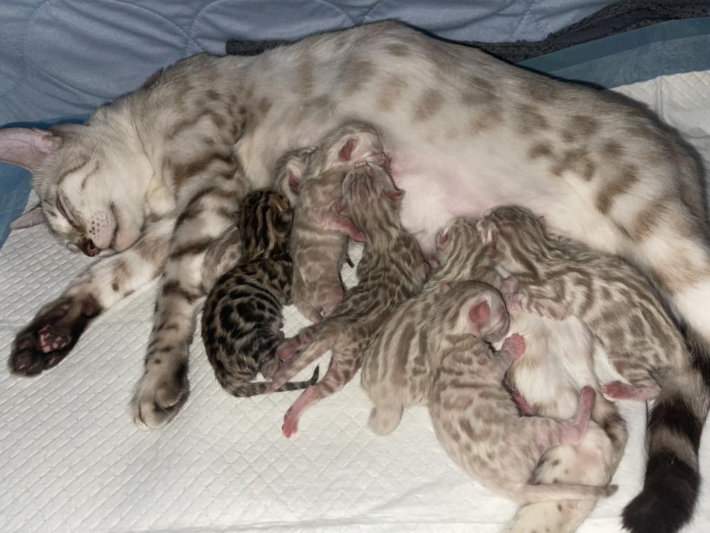 Beautiful Snow Mink Litter photo 19