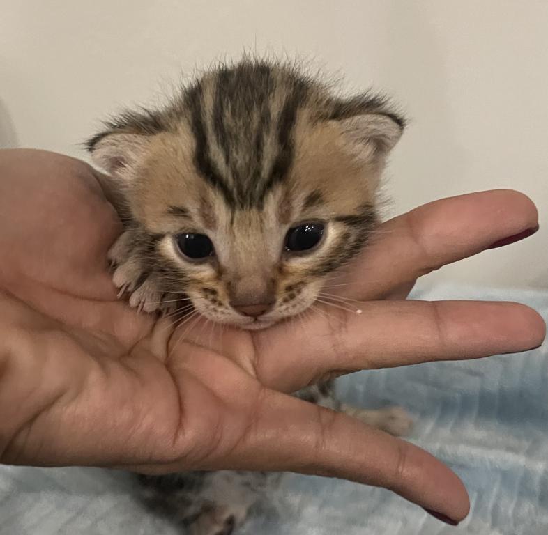 Beautiful Snow Mink Litter photo 17