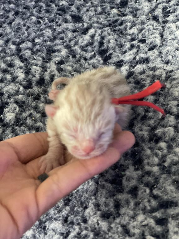 Beautiful Snow Mink Litter photo 34