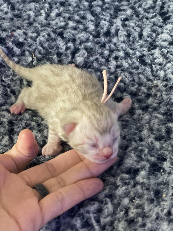 Beautiful Snow Mink Litter photo 29