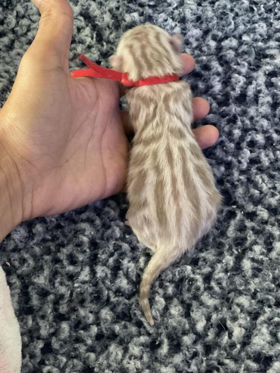 Beautiful Snow Mink Litter photo 33