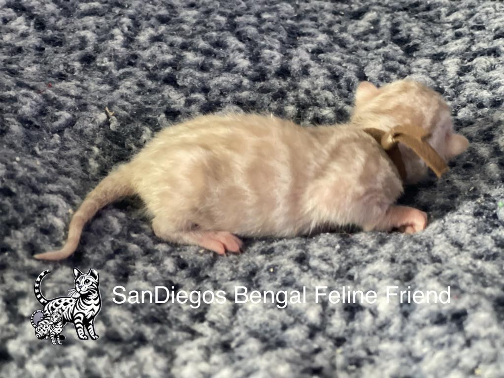 Beautiful Snow Mink Litter photo 23