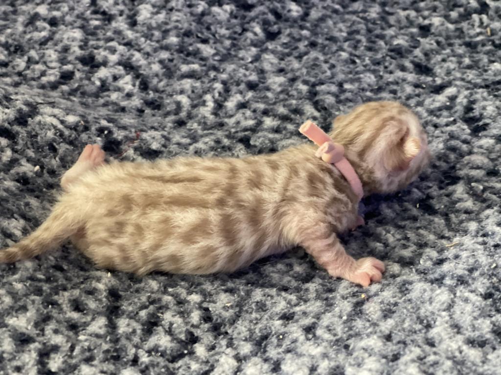 Beautiful Snow Mink Litter photo 27