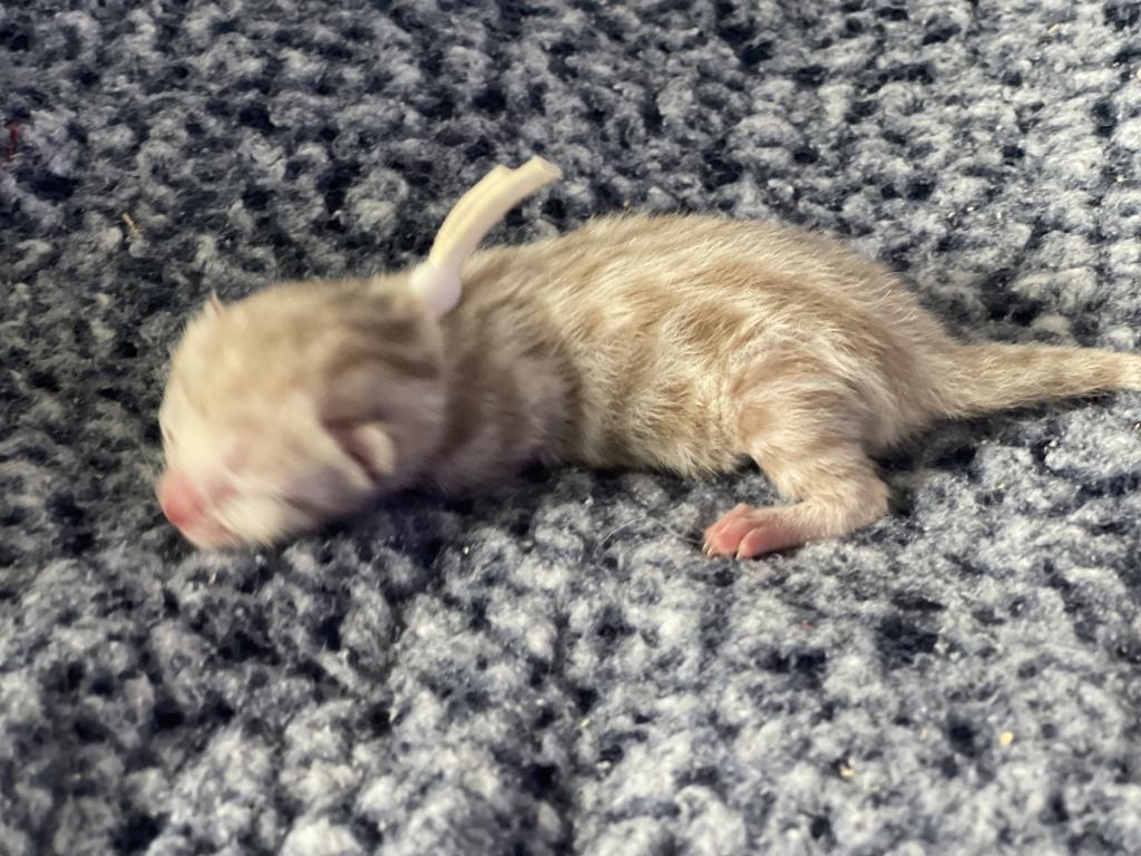 Beautiful Snow Mink Litter photo 44