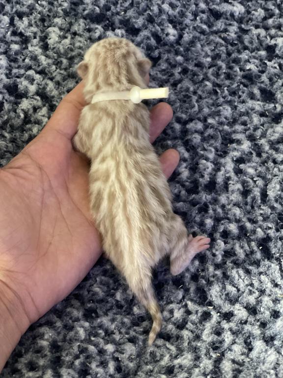 Beautiful Snow Mink Litter photo 47
