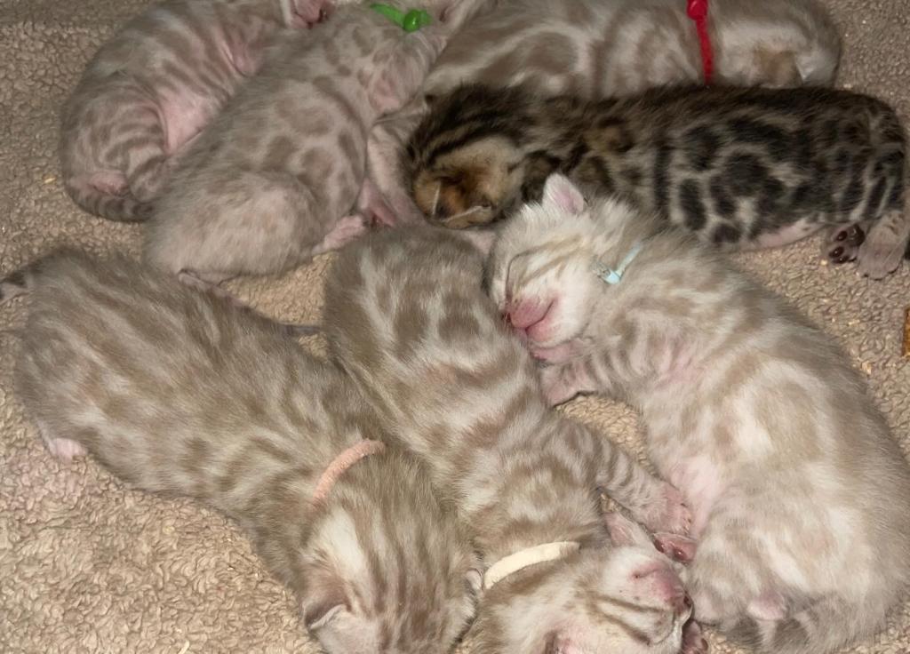 Beautiful Snow Mink Litter photo 18