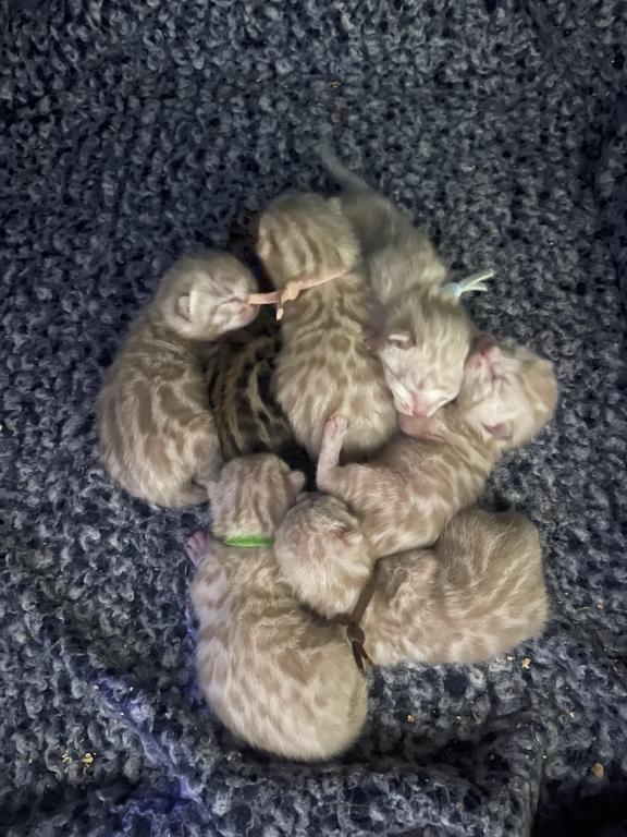 Beautiful Snow Mink Litter photo 46