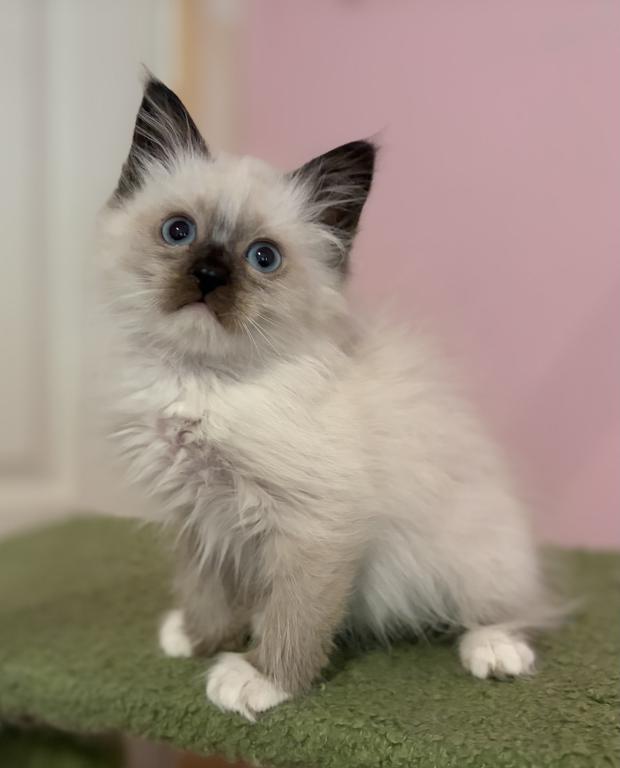 Siberian Seal Point With White Paws