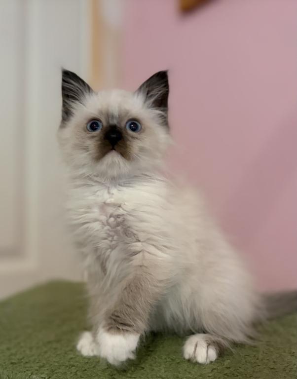 Siberian Seal Point With White Paws photo 5
