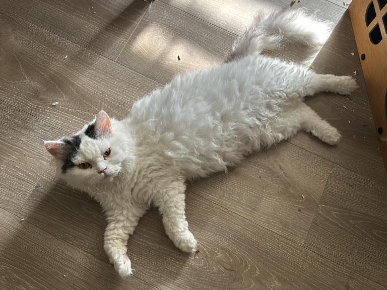 White Gray Tail Selkirk Rex photo 2