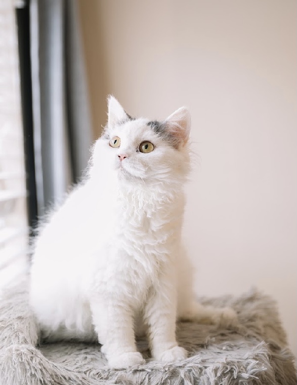 White Gray Tail Selkirk Rex photo 1