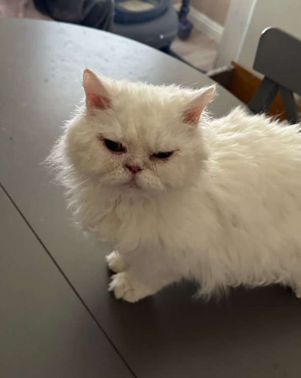 White Curly Selkirk Rex photo 1