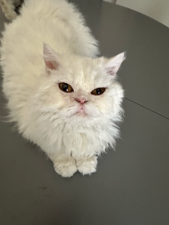 White Curly Selkirk Rex photo 2