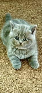 British Shorthair Blue Male PERFECT CHRISTMAS GIFT