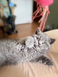 British Shorthair Blue Male PERFECT CHRISTMAS GIFT photo 2