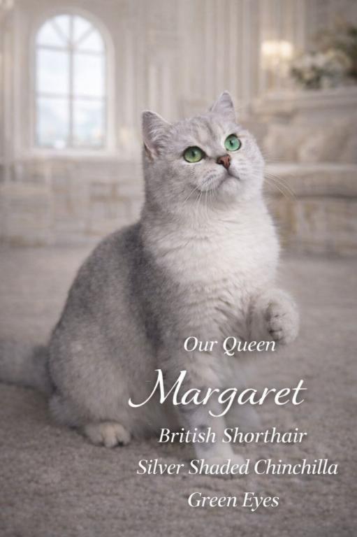 British Shorthair Kittens  Ready To Go Home photo 2