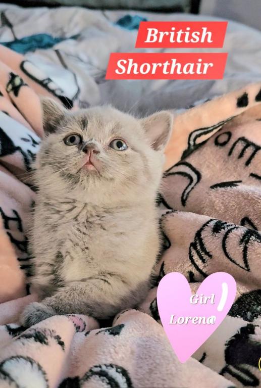 British Shorthair Kittens  Ready To Go Home photo 14