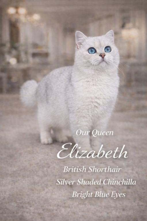 British Shorthair Kittens  Ready To Go Home photo 3