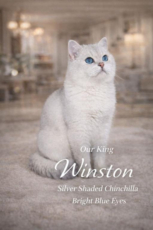 British Shorthair Kittens  Ready To Go Home photo 4