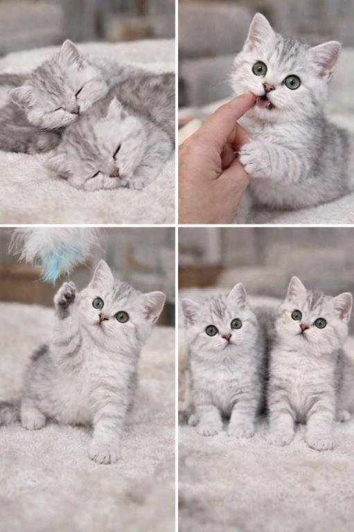 British Shorthair Kittens  Ready To Go Home photo 5