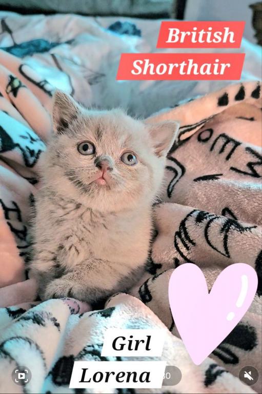 British Shorthair Kittens  Ready To Go Home photo 12