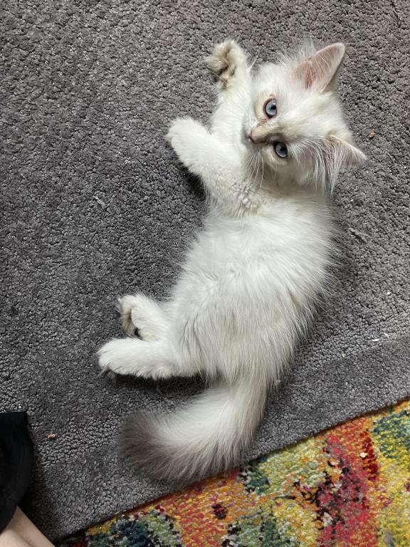 Theodore photo 5