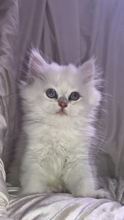Theodore photo 12