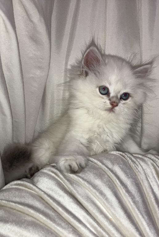 Theodore photo 13