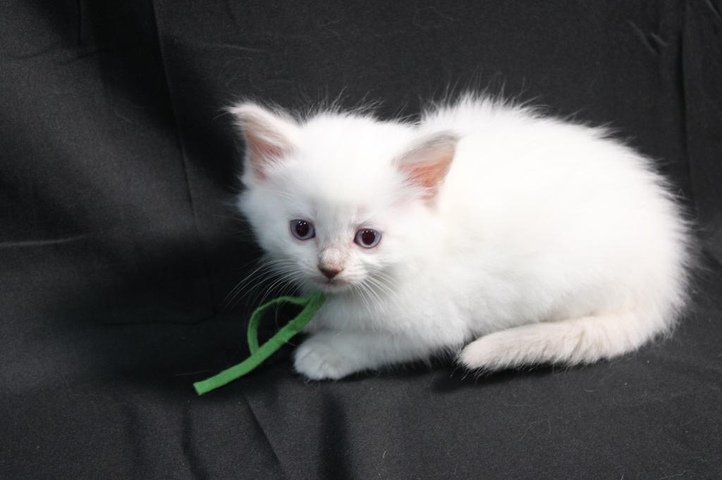 Duchess Seraphina photo 2